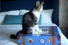Kitty2Go! ® The Original Travel Litter Box